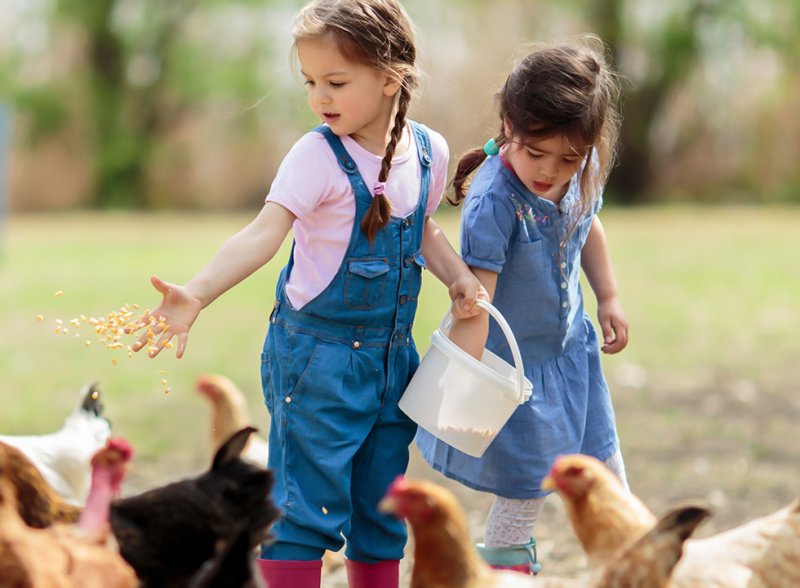 Photo of children feeding chickens at a farm